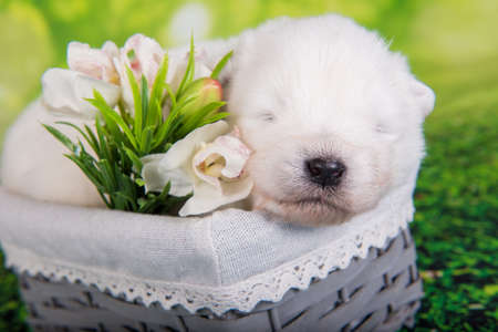 White fluffy small Samoyed puppy dog in the basket with Easter flowers on green grass backgroundの写真素材