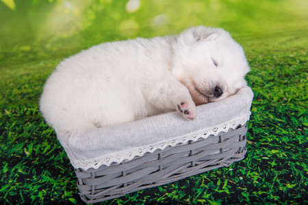 White fluffy small Samoyed puppy dog in Easter basket on green grass backgroundの写真素材