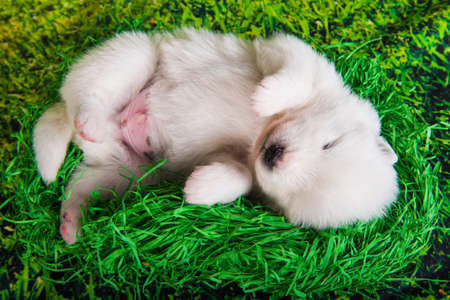 White fluffy small Samoyed puppy dog two weeks age on green grass backgroundの写真素材
