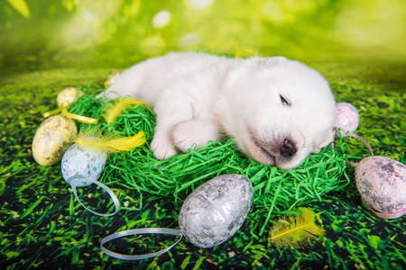 White fluffy small Samoyed puppy dog with Easter eggs on green grass backgroundの写真素材