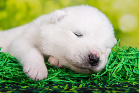 White fluffy small Samoyed puppy dog two weeks age on green grass backgroundの写真素材