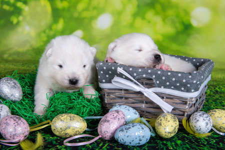Two White fluffy small Samoyed puppies dogs two weeks age in Easter basket with eggs on green grass backgroundの写真素材
