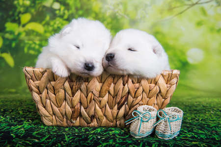 Two White small Samoyed puppies dogs two weeks age in Easter basket on green grass backgroundの写真素材