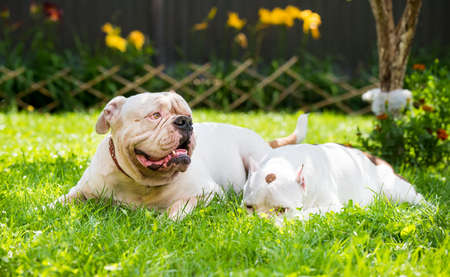 Two dogs strong White American Bulldog male and American Bully female dog outdoors.の写真素材