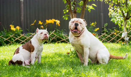 Two dogs strong White American Bulldog male and American Bully female dog outdoors.の写真素材