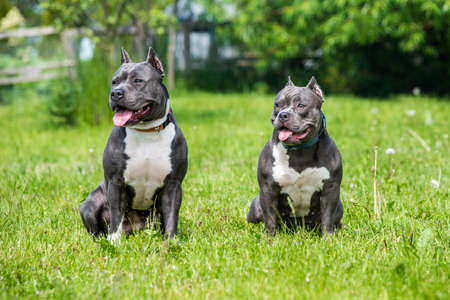 Blue hair American Staffordshire Terrier and American Bully dogs female portrait outsideの写真素材