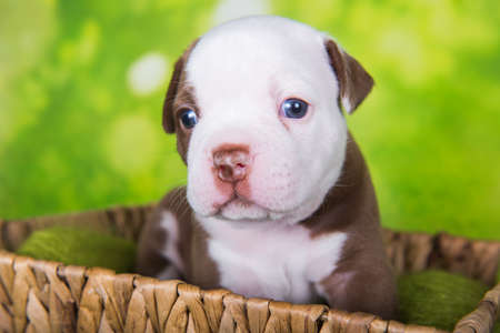 Funny chocolate brown color American Bullies puppy dog is on basket on green backgroundの写真素材