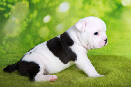 White black color coat American Bullies puppy dog is on green backgroundの写真素材