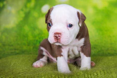 Funny chocolate brown color American Bullies puppy dog is on green backgroundの写真素材