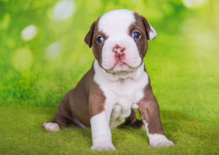 Funny chocolate brown color American Bullies puppy dog is on green backgroundの写真素材