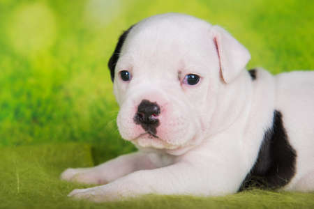 Close up portrait of White color coat American Bullies puppy dog is on green backgroundの写真素材