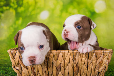 Two funny American Bullies puppies chocolate brown color coat are on basket on green nature backgroundの写真素材