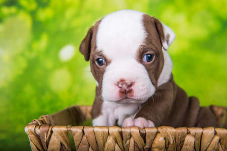 Funny chocolate brown color American Bullies puppy dog is on basket on green nature backgroundの写真素材