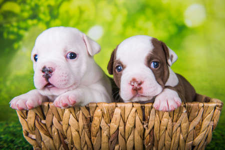Two funny American Bullies puppies chocolate brown and white color coat is on basket on green nature backgroundの写真素材