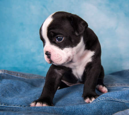 Funny black color American Bullies puppy dog is on blue backgroundの写真素材