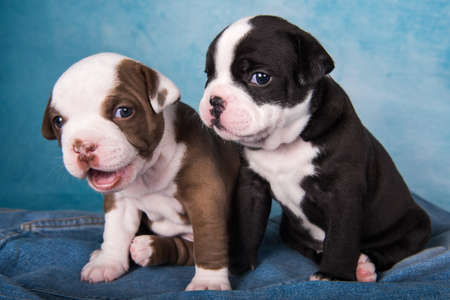 Two funny American Bullies puppies chocolate brown and black color on blue jeans backgroundの写真素材