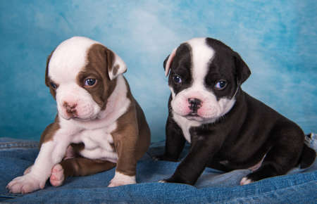 Two funny American Bullies puppies chocolate brown and black color on blue jeans backgroundの写真素材