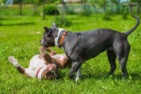 Female Blue hair American Staffordshire Terrier dog and Chocolate brown color American Bully dog are playing on natureの写真素材