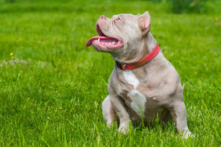 A pocket Lilac color American Bully puppy dog sitting on green grass. Medium sized dog with a compact bulky muscular body, blocky head and heavy bone structure.の写真素材