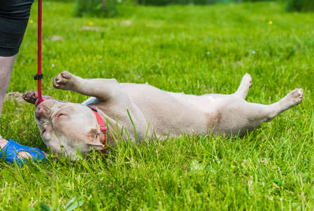 A pocket Lilac color American Bully dog is lying on green grass. Funny dog on a leash.の写真素材