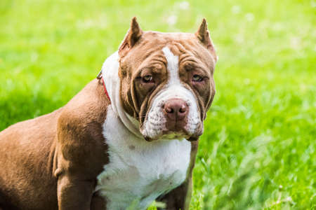 Chocolate brown color American Bully puppy dog is on grass. Medium sized dog with a compact bulky muscular bodyの写真素材