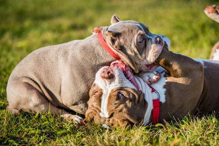 American Bully puppies dogs are playing in move outside. Medium sized dog with muscular bodyの写真素材