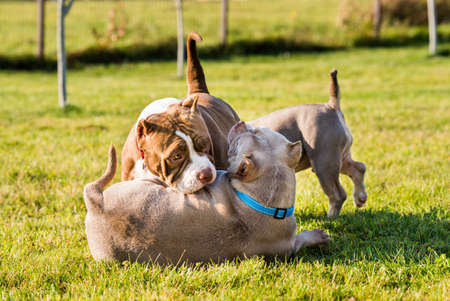 American Bully puppies dogs are playing in move outside. Medium sized dog with muscular bodyの写真素材
