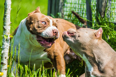 American Bully puppies dogs are playing in move outside. Medium sized dog with muscular body