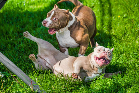 American Bully puppies dogs are playing in move outside. Medium sized dog with muscular body
