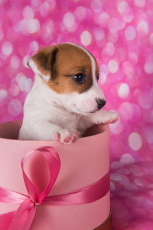 Cute white puppy dog on pink box with bow.の写真素材