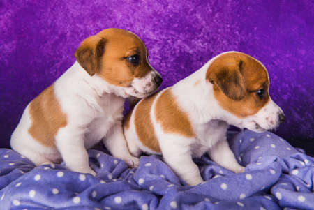Two Jack Russell Terrier puppies dogs on a purpleの写真素材