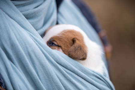 Jack Russel Terrier cute Puppy dog in human hands outsideの写真素材