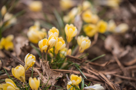 Delicate petals of yellow crocuses against background of dark earth.の写真素材