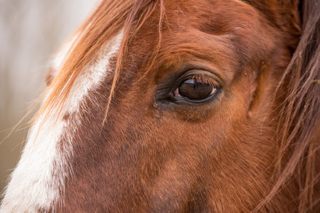 Profile Close up eye of the brown horse outsideの写真素材