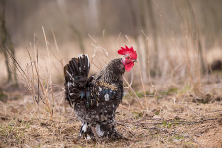 Rooster outside in the village on natureの写真素材