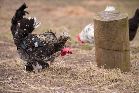 White rooster outside in the village on natureの写真素材