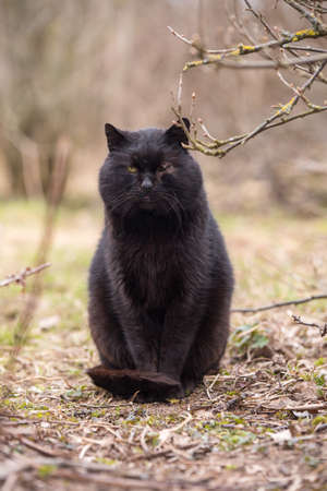 Black cat without one eye on nature backgroundの写真素材