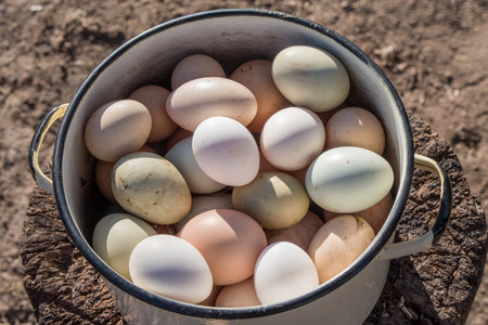 Lots of fresh organic chicken eggs in a metal pan, ready for cooking for Easter, close-upの写真素材