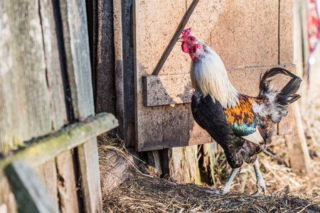 Rooster outside in the village on natureの写真素材
