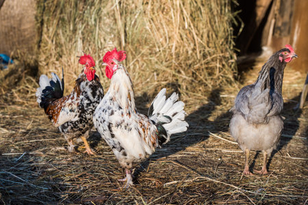 Rooster and chicken outside in the village on natureの写真素材
