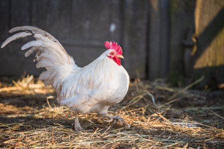 White rooster walks around the yard, portraitの写真素材