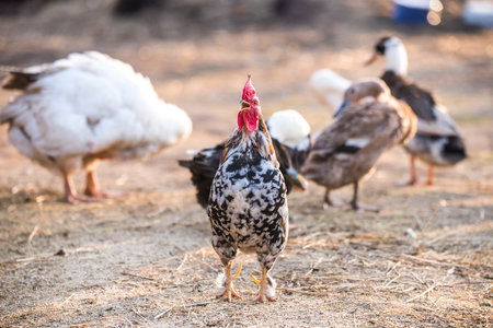 Beautiful rooster sings at dawn standing on the yardの写真素材