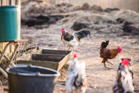 The village hen eats grain in the troughの写真素材
