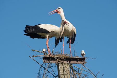 Two white storks in the nest against blue skyの写真素材
