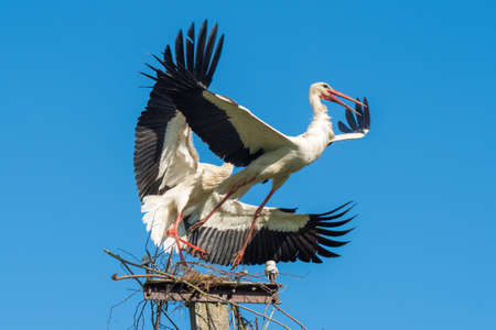 Two white storks in the nest against blue skyの写真素材
