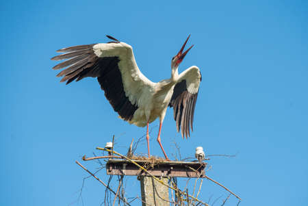 Beautiful one white storks Ciconia ciconia sings on a background of blue skyの写真素材
