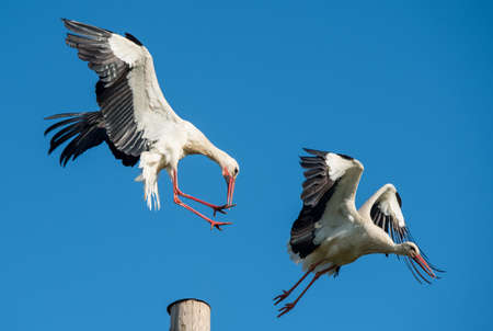 Two white storks in the nest against blue sky