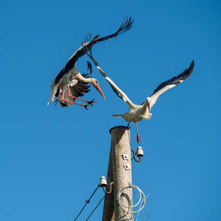 Two white storks in the nest against blue sky