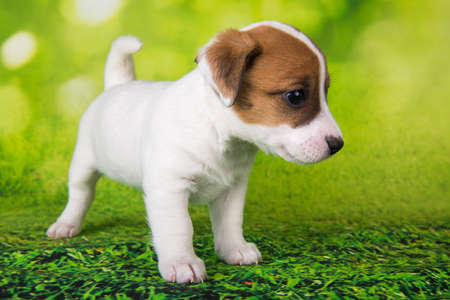 Jack Russell Terrier puppy dog on a green backgroundの写真素材