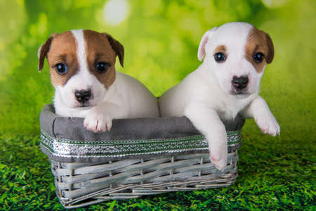 Two cute jack russell terrier puppies sitting in an Easter boxの写真素材